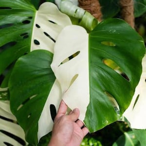 May include: A variegated Monstera Deliciosa plant with large, green and white leaves. The leaves have a distinctive split pattern.