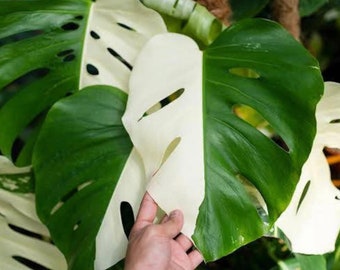 Half Moon Monstera Albo, Sectoral Variegated Cuttings and Rooted Plants