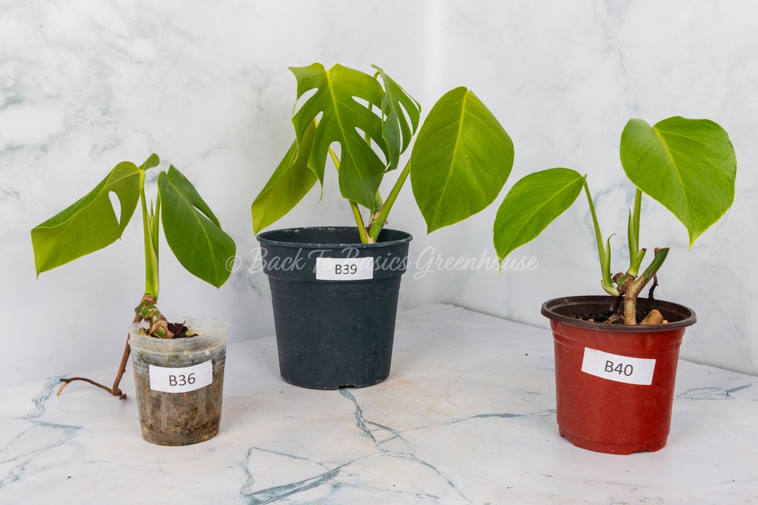 Monstera Albo Reverted, Pick Your Plant Etsy