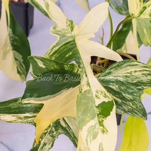 Op de afbeelding: Een bontbladige Monstera adansonii plant met grote, groene en witte bladeren. De plant staat in een zwarte pot en groeit op een witte achtergrond.