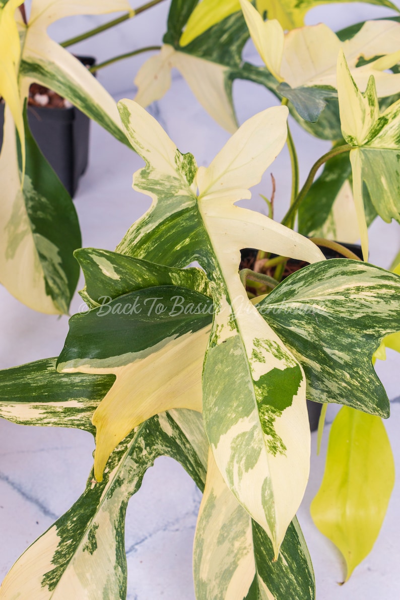 Op de afbeelding: Een bontbladige Monstera adansonii plant met grote, groene en witte bladeren. De plant staat in een zwarte pot en groeit op een witte achtergrond.
