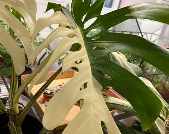 Rare Monstera Albo Half Moon Variegated Cuttings and Rooted Plants Discounted