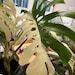 Monstera Albo Half moon Variegation, cuttings unrooted and rooted, DISCOUNTED 
