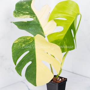 May include: A variegated Monstera Deliciosa plant with green and yellow leaves in a black plastic pot. The plant has a single stem with two leaves.