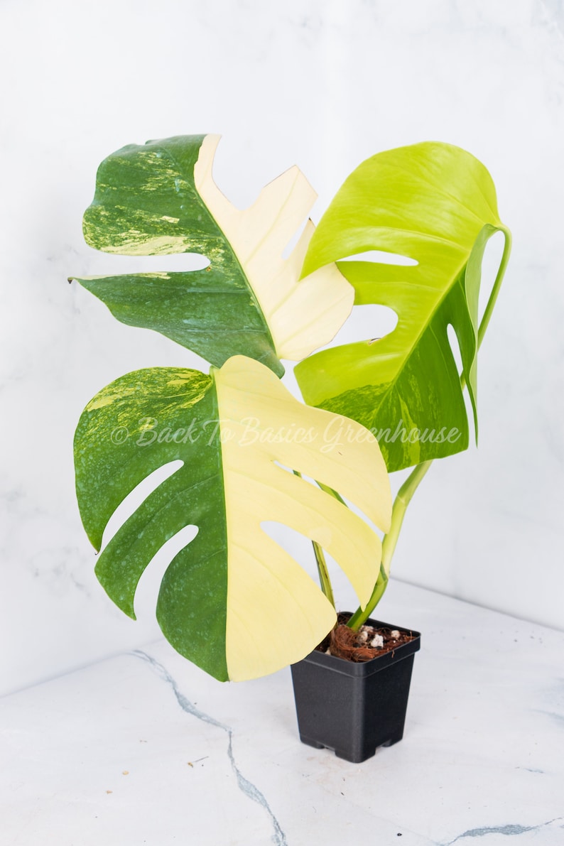 May include: A variegated Monstera Deliciosa plant with green and yellow leaves in a black plastic pot. The plant has a single stem with two leaves.