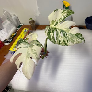 May include: A variegated Monstera plant with two large leaves. The leaves are white with green splotches. The plant is being held by a hand.