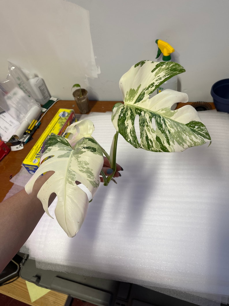 May include: A variegated Monstera plant with two large leaves. The leaves are white with green splotches. The plant is being held by a hand.