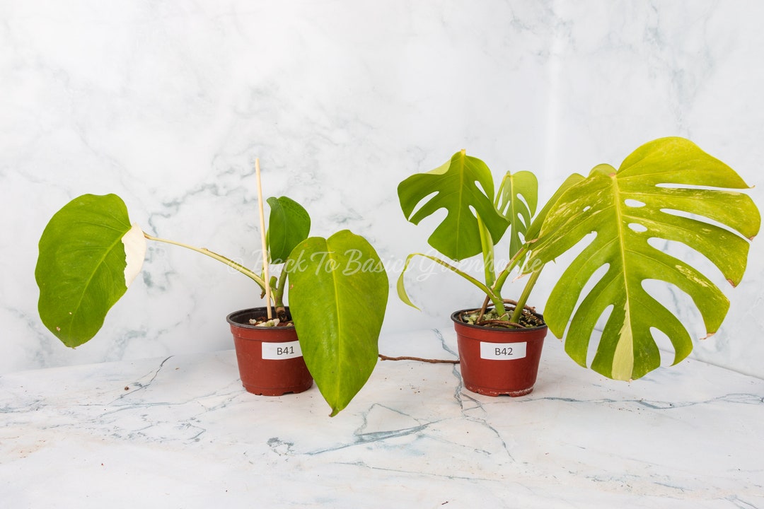Monstera Albo Reverted Pick Your Plant Etsy