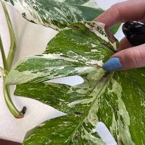 Może przedstawiać: Zbliżenie na pstrokatą roślinę Monstera Deliciosa z białymi i zielonymi liśćmi. Liście mają marmurowy wz&oacute;r i kilka brązowych plam.