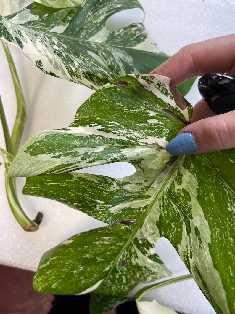 Może przedstawiać: Zbliżenie na pstrokatą roślinę Monstera Deliciosa z białymi i zielonymi liśćmi. Liście mają marmurowy wz&oacute;r i kilka brązowych plam.