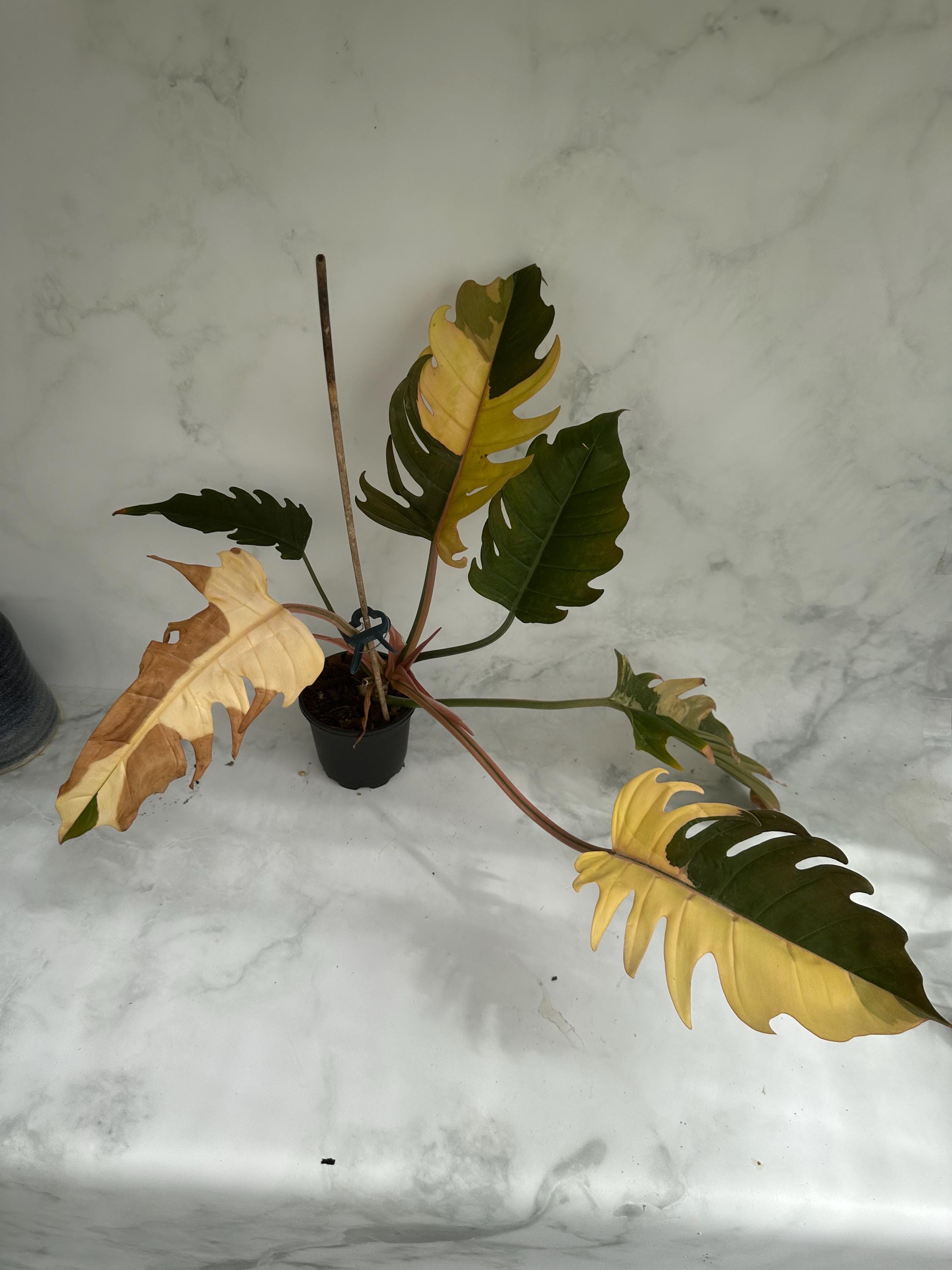 peace lily hydro Spathiphyllum 'Peace Lily'  Drinkwater Flowers