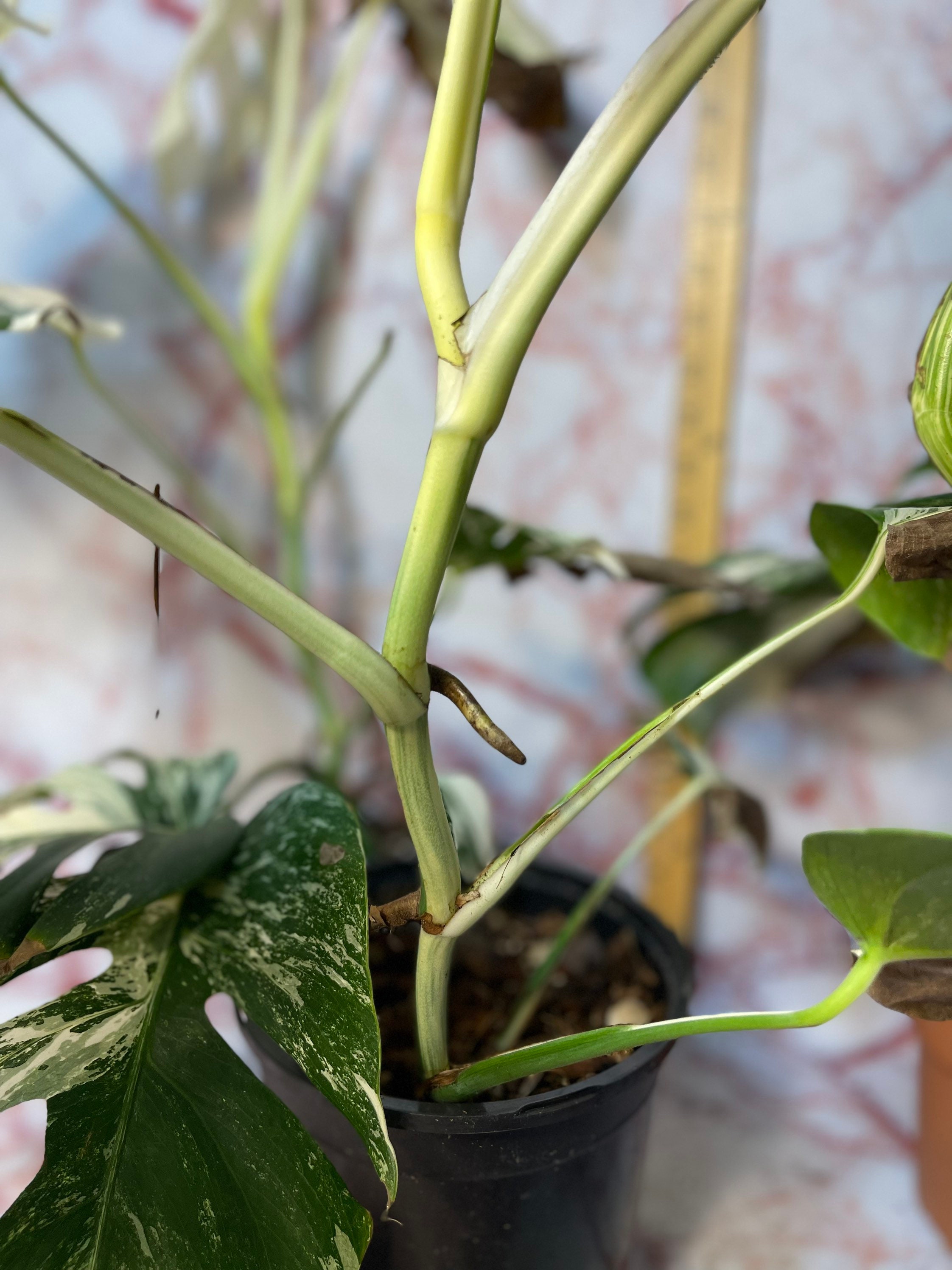 How to propagate rootless epipremnum pinnatum albo cutting? : r