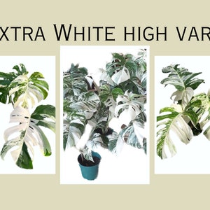 May include: Three potted plants with white and green variegated leaves. The plants are a type of Monstera, a popular houseplant.