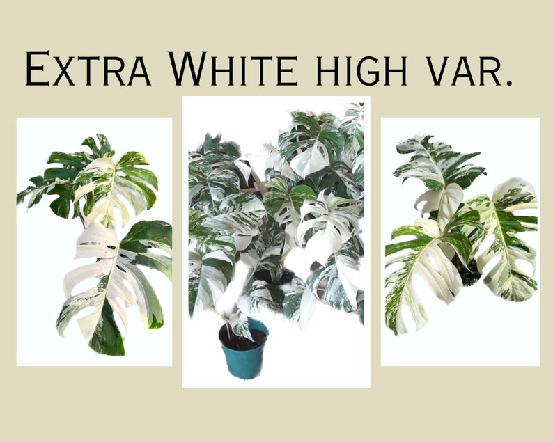 May include: Three potted plants with white and green variegated leaves. The plants are a type of Monstera, a popular houseplant.