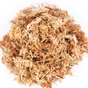 May include: A close-up of a pile of dried sphagnum moss, a natural material often used in terrariums and for plant propagation.