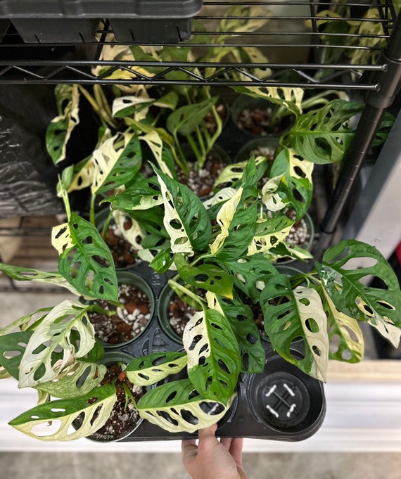 philodendron billietiae variegata warum so teuer Philodendron billietiae Variegata “Half moon“ (Much Variegata) main image 0
