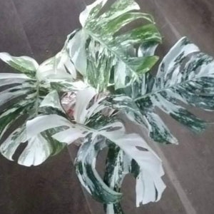May include: A variegated Monstera plant with large, white and green leaves. The leaves have a marbled pattern and are shaped like a heart.