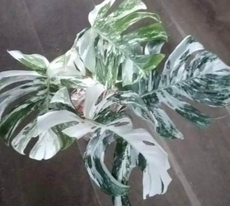 Monstera Albo Extra White Alta variegación Planta enraizada y esqueje imagen 4