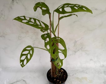 Monstera Adansonii Mint Reverted
