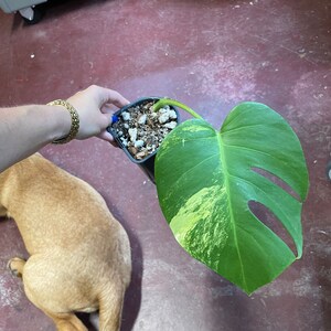 May include: A variegated Monstera plant with a single large leaf in a black pot. The leaf is green with yellow variegation and has a heart-shaped outline. The plant is sitting on a brown surface.