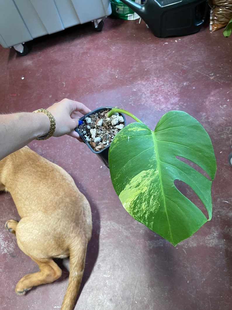May include: A variegated Monstera plant with a single large leaf in a black pot. The leaf is green with yellow variegation and has a heart-shaped outline. The plant is sitting on a brown surface.