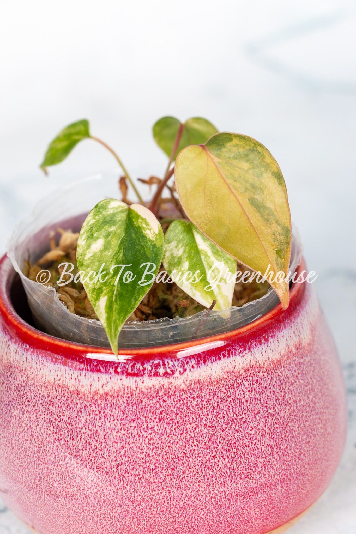 Anthurium Andraeanum Variegated Hybrid D23 - Etsy