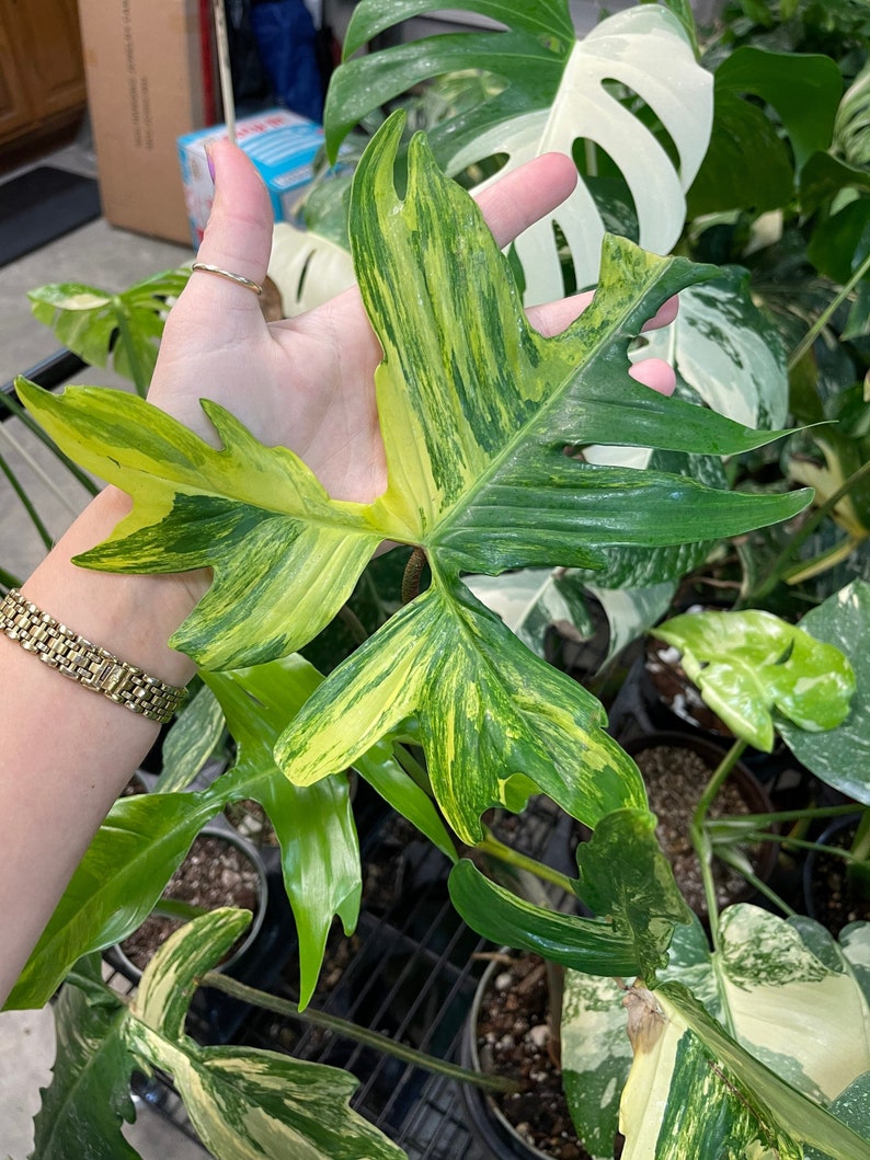 May include: A variegated Monstera plant with large, green and yellow leaves. The leaves have a striking pattern of light green and yellow stripes.