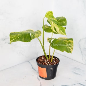 May include: A small potted plant with variegated leaves in shades of green and yellow. The plant is in a black plastic pot with a brown and white soil mix.