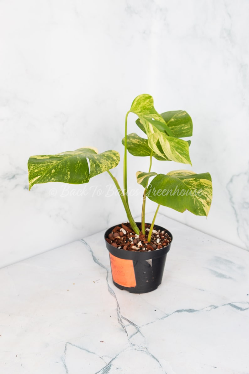May include: A small potted plant with variegated leaves in shades of green and yellow. The plant is in a black plastic pot with a brown and white soil mix.
