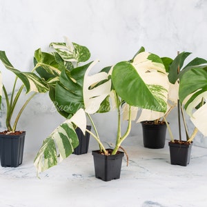 May include: Five potted plants with variegated leaves in different shades of green and white. The plants are in black plastic pots and are arranged on a white marble surface.