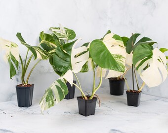 Variegated Monstera Albo - Extra White High Variegation Cuttings & Rooted  Plants - Etsy