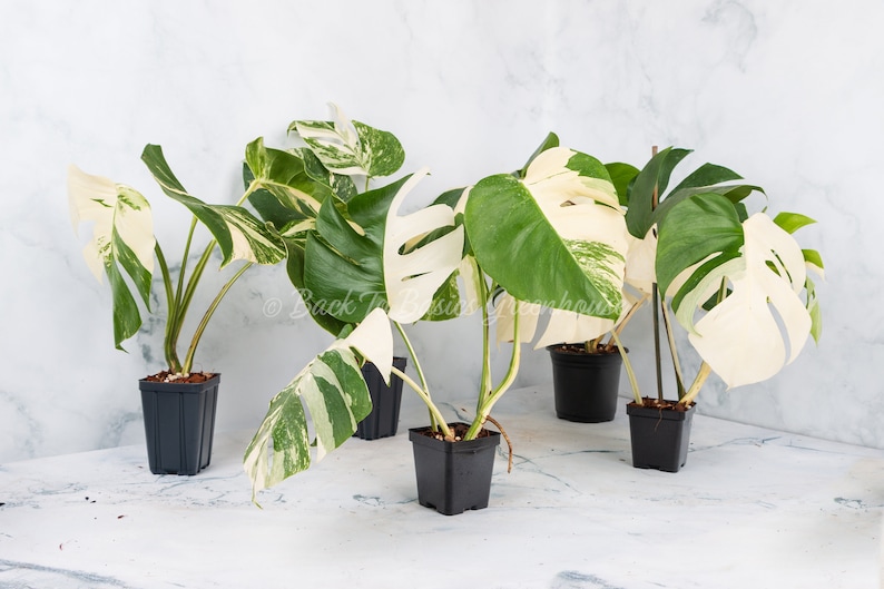 Monstera Albo Extra White High variegation Rooted Plant and Cutting image 2