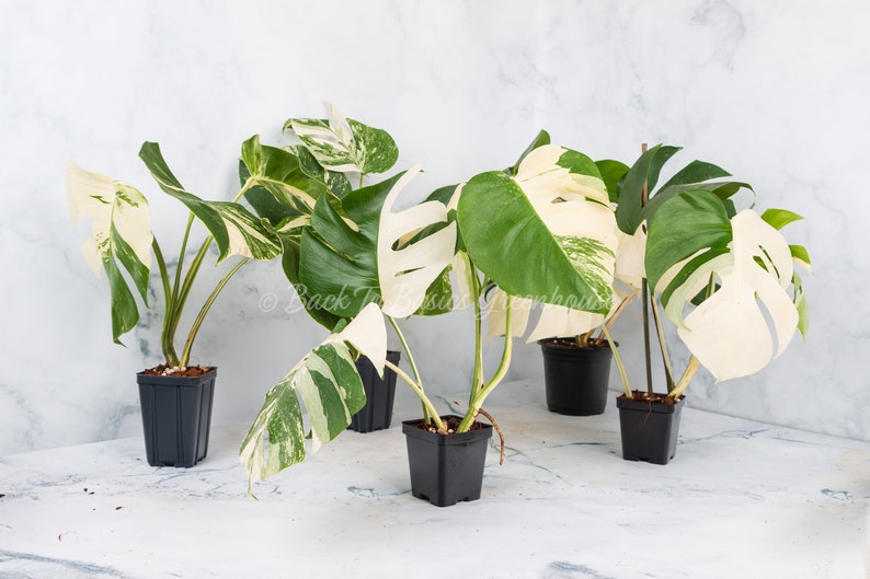 May include: Five potted plants with variegated leaves in different shades of green and white. The plants are in black plastic pots and are arranged on a white marble surface.