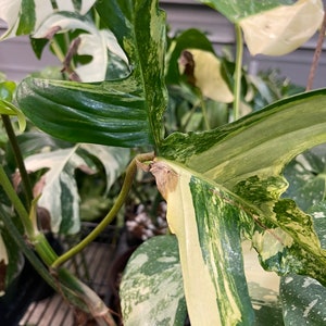 May include: A variegated Monstera plant with large, green and white leaves. The leaves have a marbled pattern and are partially unfurling.
