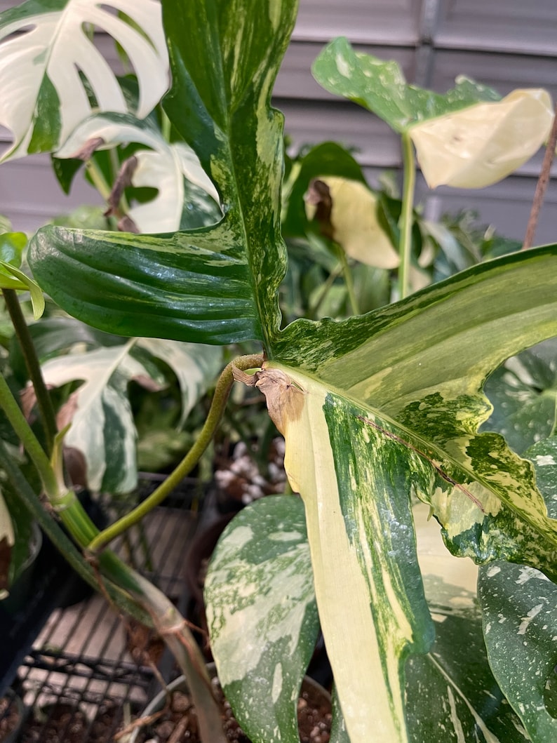 May include: A variegated Monstera plant with large, green and white leaves. The leaves have a marbled pattern and are partially unfurling.