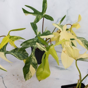 Op de afbeelding: Drie potplanten met bonte bladeren. De planten hebben groene en witte bladeren. De planten staan in zwarte potten. De achtergrond is een wit marmeren oppervlak.