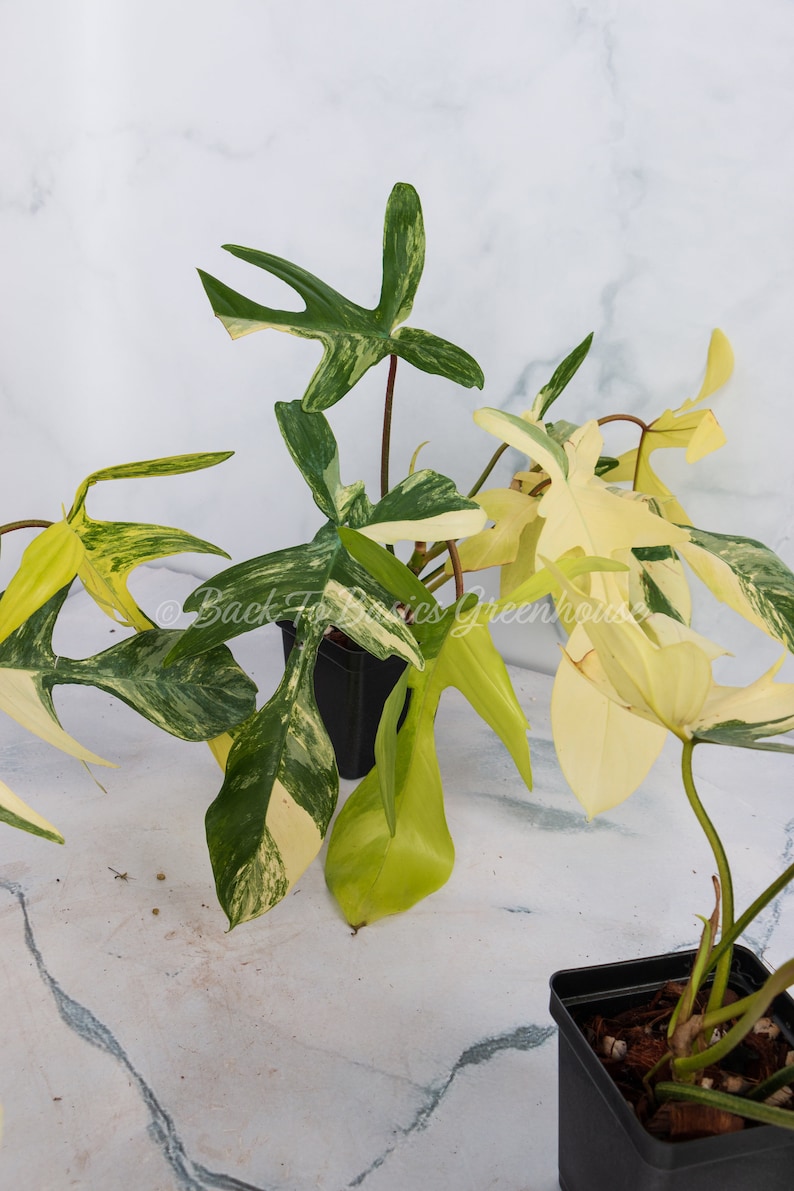 Op de afbeelding: Drie potplanten met bonte bladeren. De planten hebben groene en witte bladeren. De planten staan in zwarte potten. De achtergrond is een wit marmeren oppervlak.