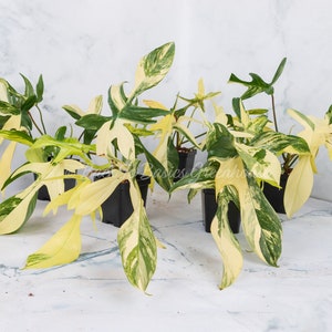 Florida Beauty Philodendron Cuttings and Rooted Plants