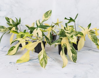 Florida Beauty Philodendron Cuttings and Rooted Plants