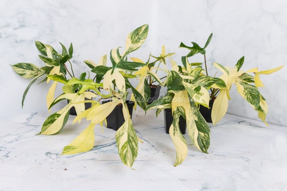 Florida Beauty Philodendron Cuttings and Rooted Plants