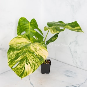 May include: A variegated Monstera plant with large, green and yellow leaves in a black plastic pot. The plant is sitting on a white marble surface.