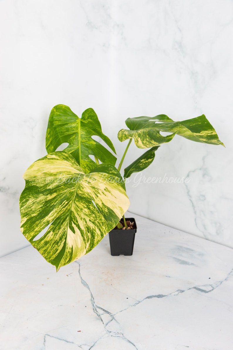 May include: A variegated Monstera plant with large, green and yellow leaves in a black plastic pot. The plant is sitting on a white marble surface.