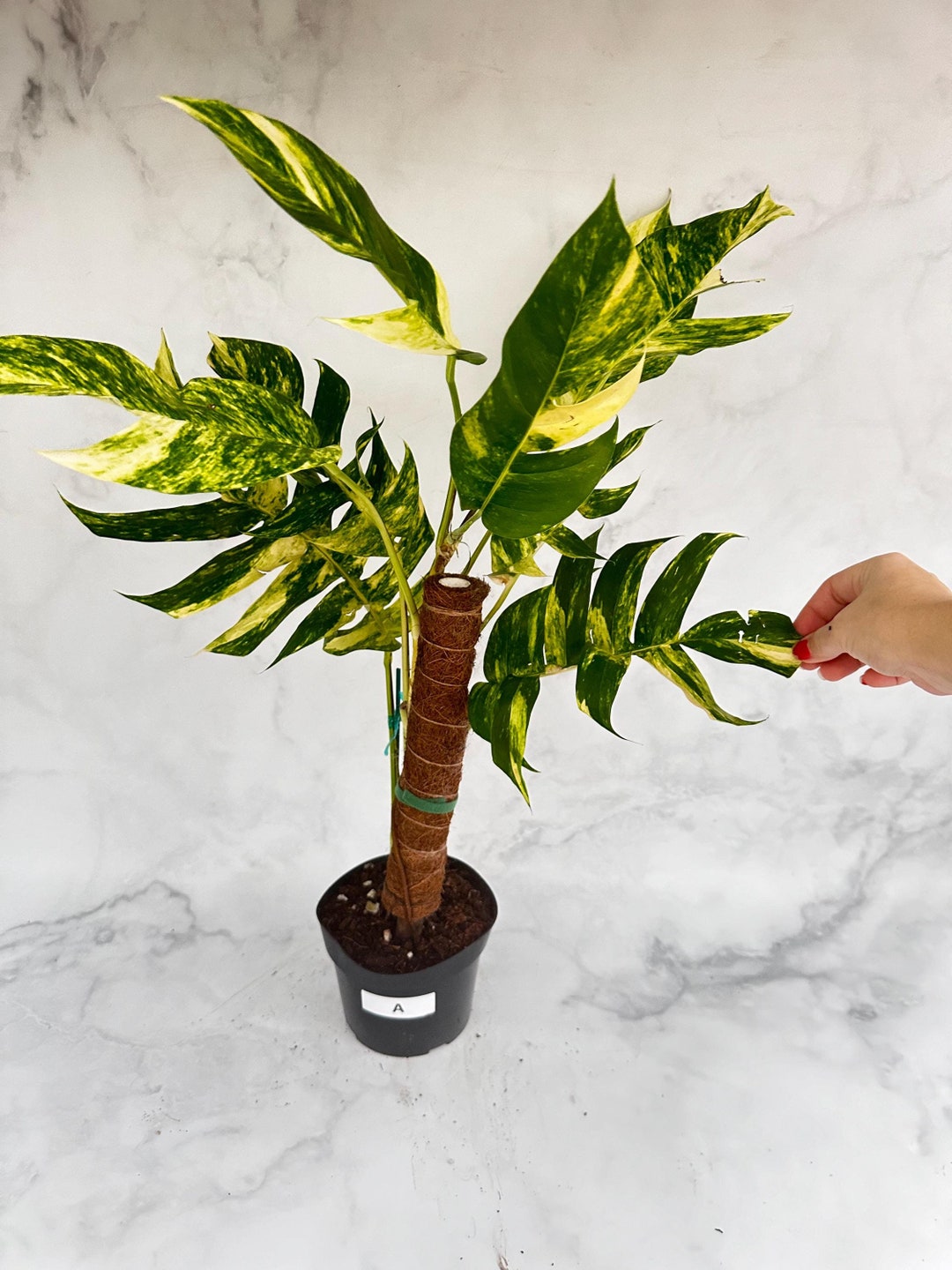 Rare Epipremnum Yellow Flame Variegated Trailing Houseplant - Rooted ...