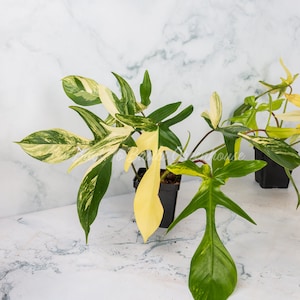 Op de afbeelding: Drie potplanten met bonte bladeren in tinten van groen en geel. De planten staan op een wit marmeren oppervlak.