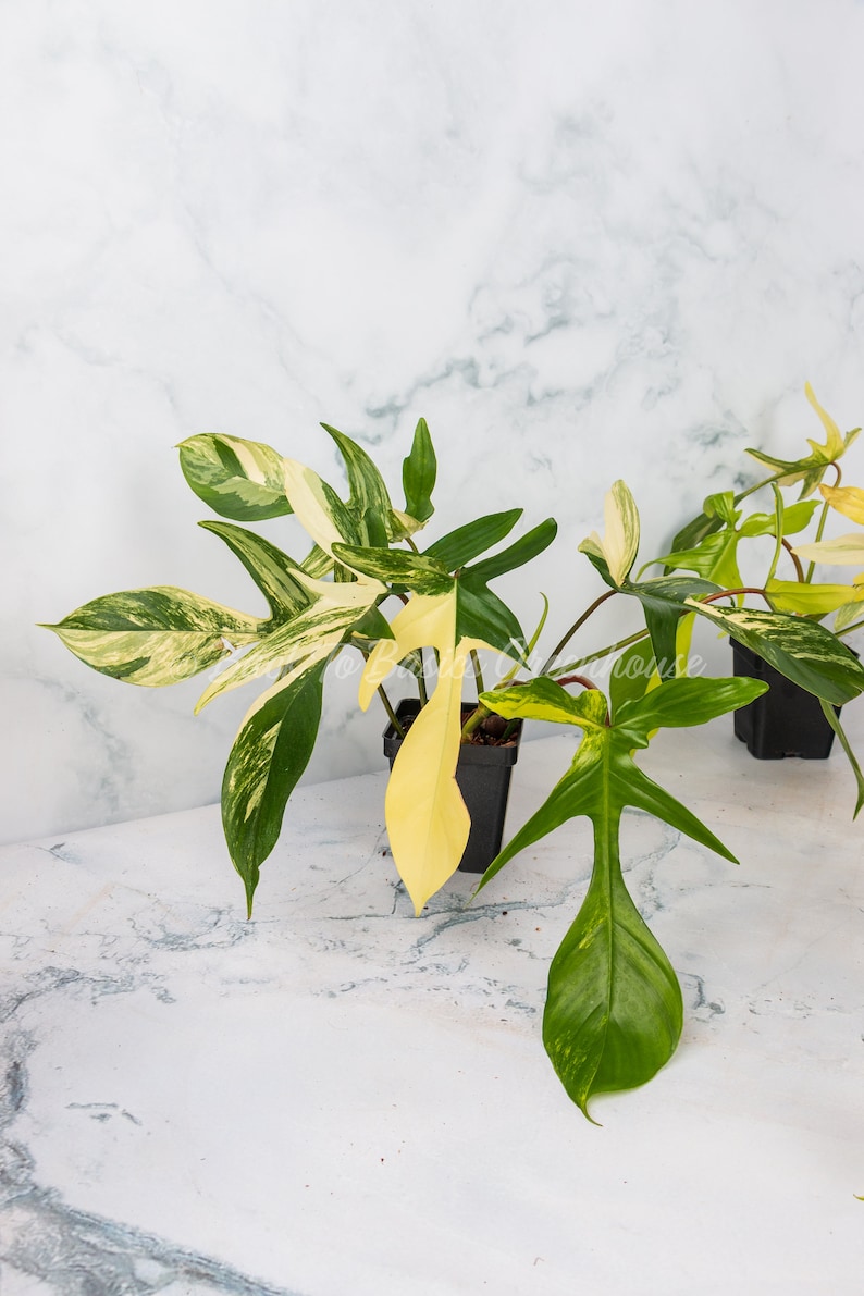 Op de afbeelding: Drie potplanten met bonte bladeren in tinten van groen en geel. De planten staan op een wit marmeren oppervlak.