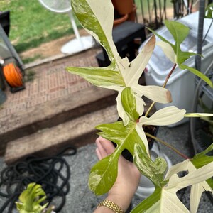 May include: A variegated houseplant with white and green leaves. The plant is being held by a hand with a gold watch.