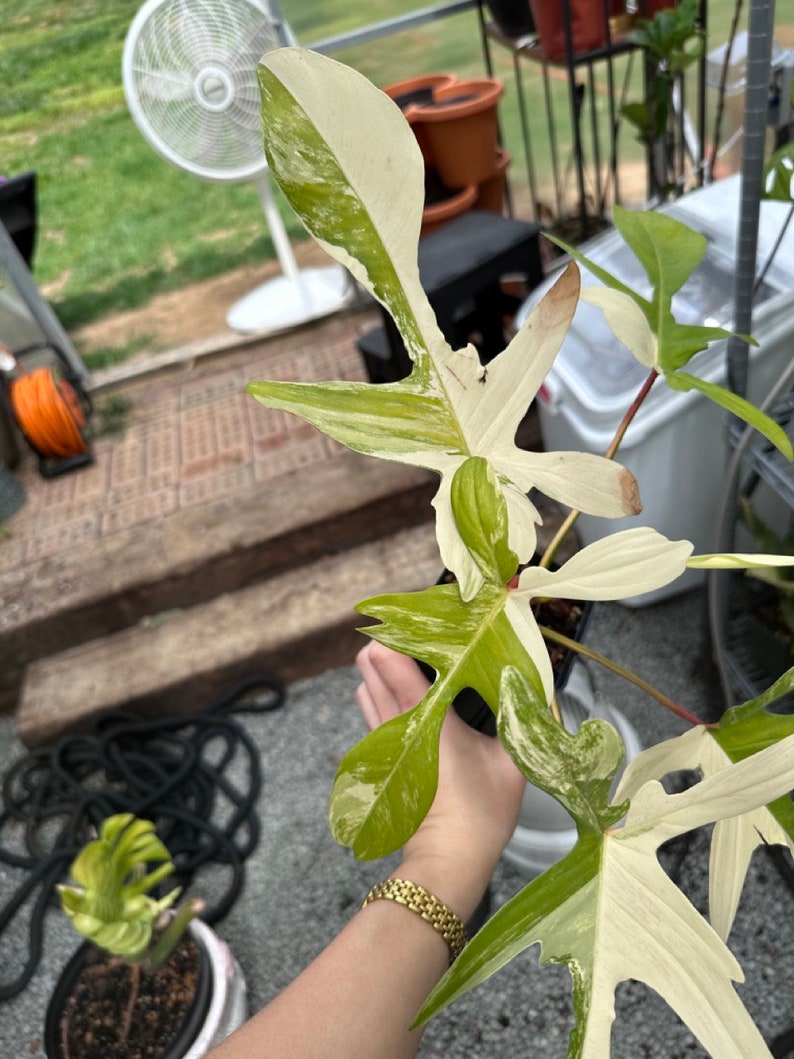 May include: A variegated houseplant with white and green leaves. The plant is being held by a hand with a gold watch.