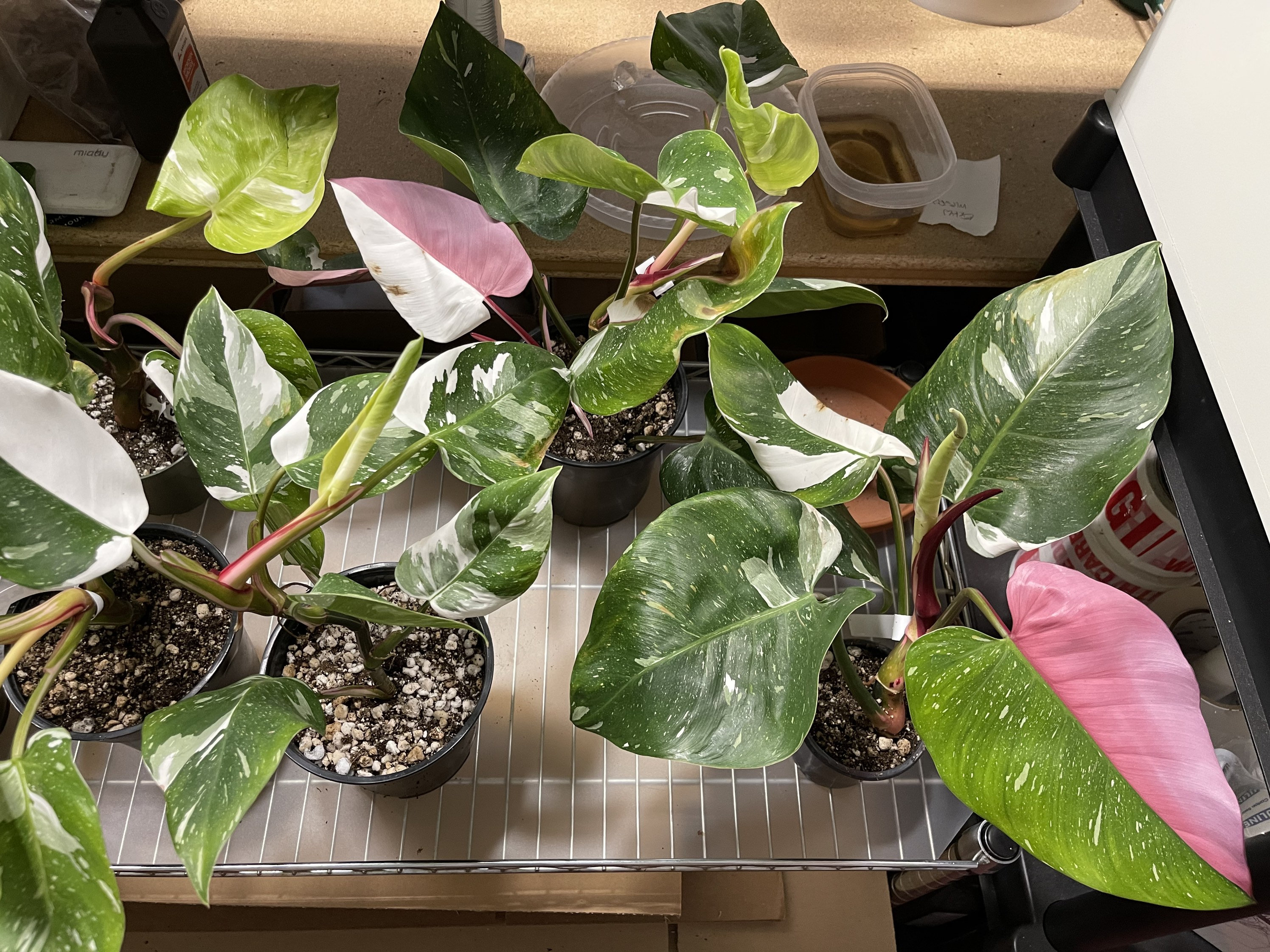 Philodendron White Princess With Pink, Tricolor White Princess