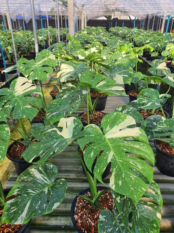 philodendron croat Philodendron Billietiae Croat – Rare Aroid Starter Plant, Tropical Ind –  Byrd and Root main image 1