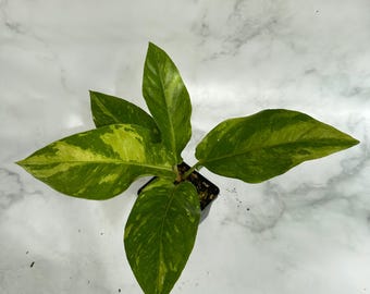 Anthurium Variegated B